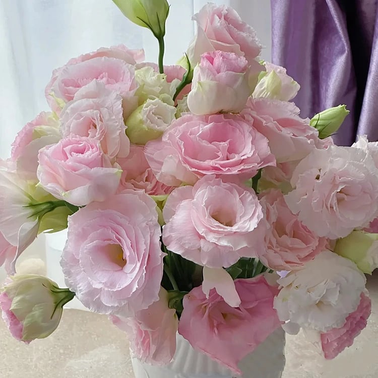 Eustoma – tornfri roser – frø (100 stk.) 💐 Lisianthus-frø