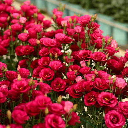 Eustoma – tornfri roser – frø (100 stk.) 💐 Lisianthus-frø