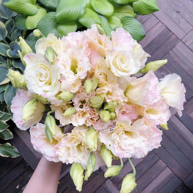 Eustoma – tornfri roser – frø (100 stk.) 💐 Lisianthus-frø