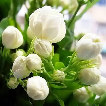 100 duftende jasminfrø (GMO-fri)