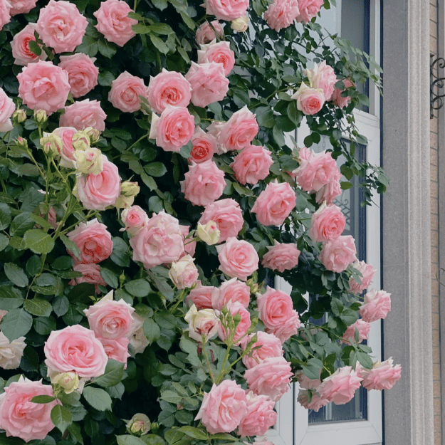 🌸 Farverige klatreroser | Kan plantes hele året rundt!