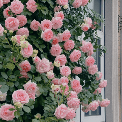 🌸 Farverige klatreroser | Kan plantes hele året rundt!