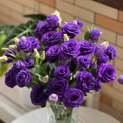Eustoma – tornfri roser – frø (100 stk.) 💐 Lisianthus-frø