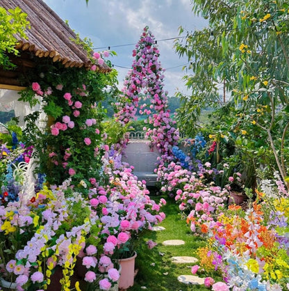 🌸 Farverige klatreroser | Kan plantes hele året rundt!