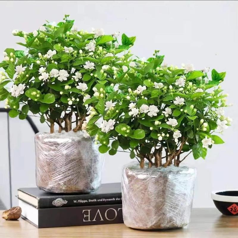 100 duftende jasminfrø (GMO-fri)