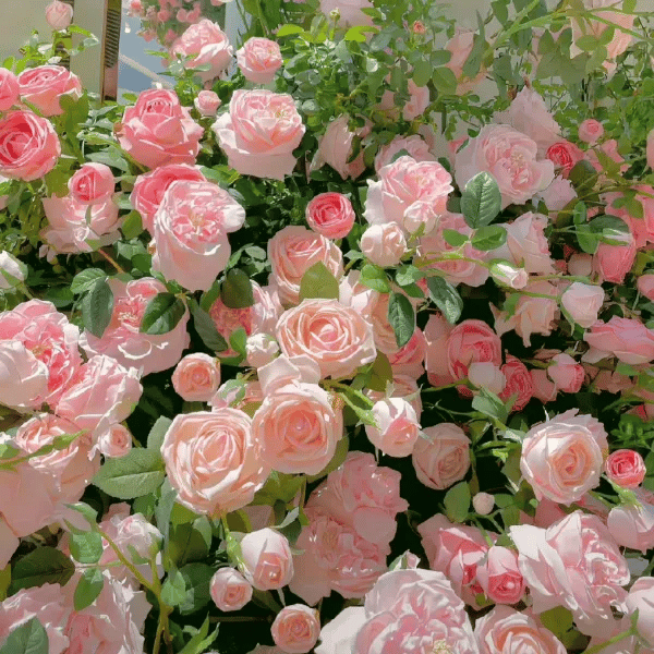 🌸 Farverige klatreroser | Kan plantes hele året rundt!