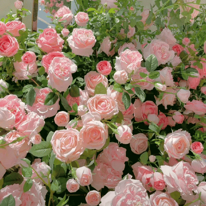 🌸 Farverige klatreroser | Kan plantes hele året rundt!