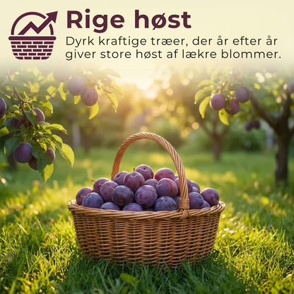 Frøblanding til blommetræer – 100 stk.