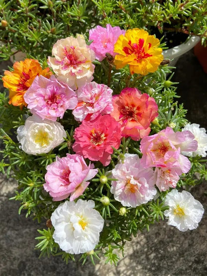 🌸 Mosrosefrøblanding (1000 stk.) 🌿 Portulak / solroser