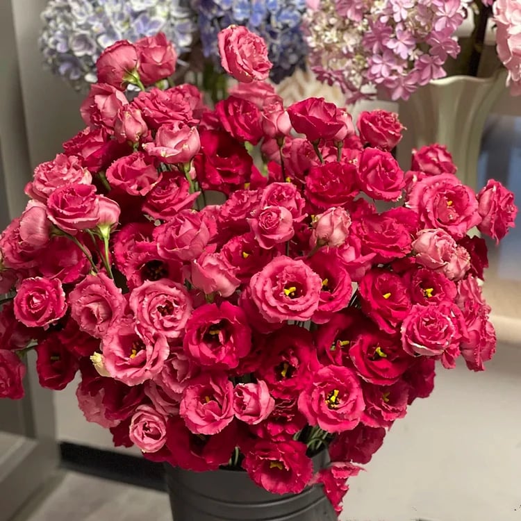 Eustoma – tornfri roser – frø (100 stk.) 💐 Lisianthus-frø