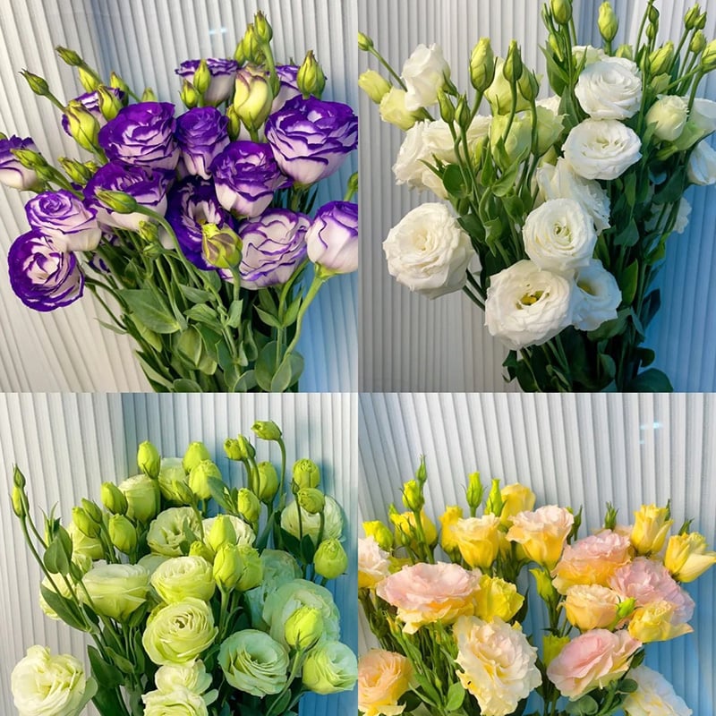 Eustoma – tornfri roser – frø (100 stk.) 💐 Lisianthus-frø