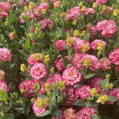 Eustoma – tornfri roser – frø (100 stk.) 💐 Lisianthus-frø