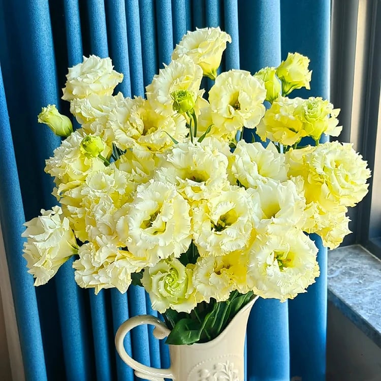 Eustoma – tornfri roser – frø (100 stk.) 💐 Lisianthus-frø