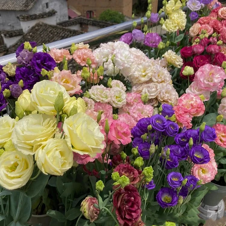 Eustoma – tornfri roser – frø (100 stk.) 💐 Lisianthus-frø