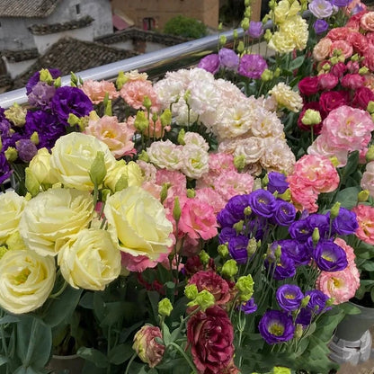 Eustoma – tornfri roser – frø (100 stk.) 💐 Lisianthus-frø
