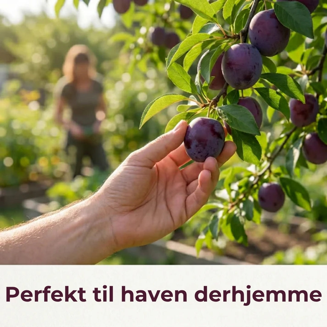 Frøblanding til blommetræer – 100 stk.