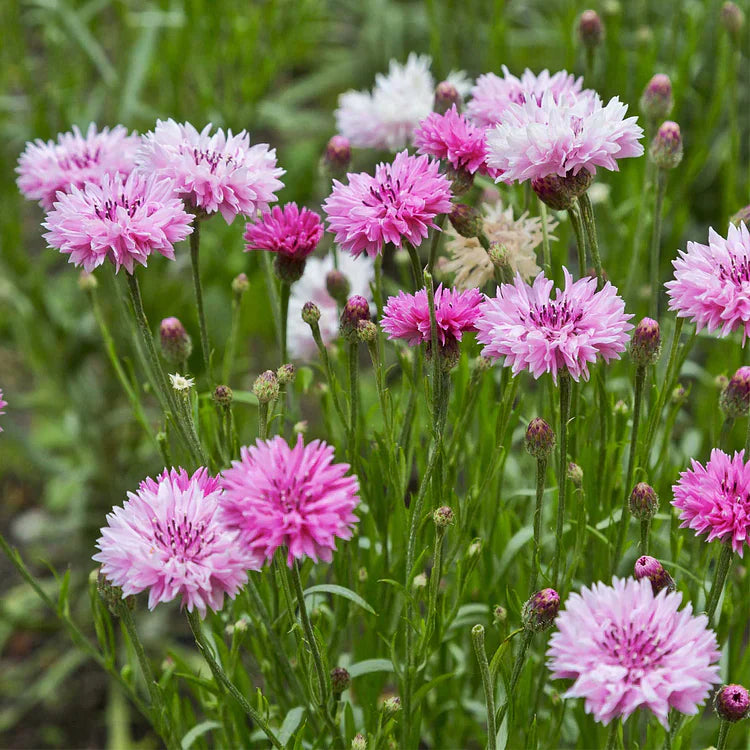 Kornblomst-frøblanding (1000 stk.)
