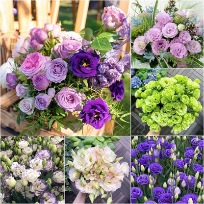 Eustoma – tornfri roser – frø (100 stk.) 💐 Lisianthus-frø