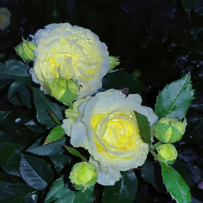 Eustoma – tornfri roser – frø (100 stk.) 💐 Lisianthus-frø