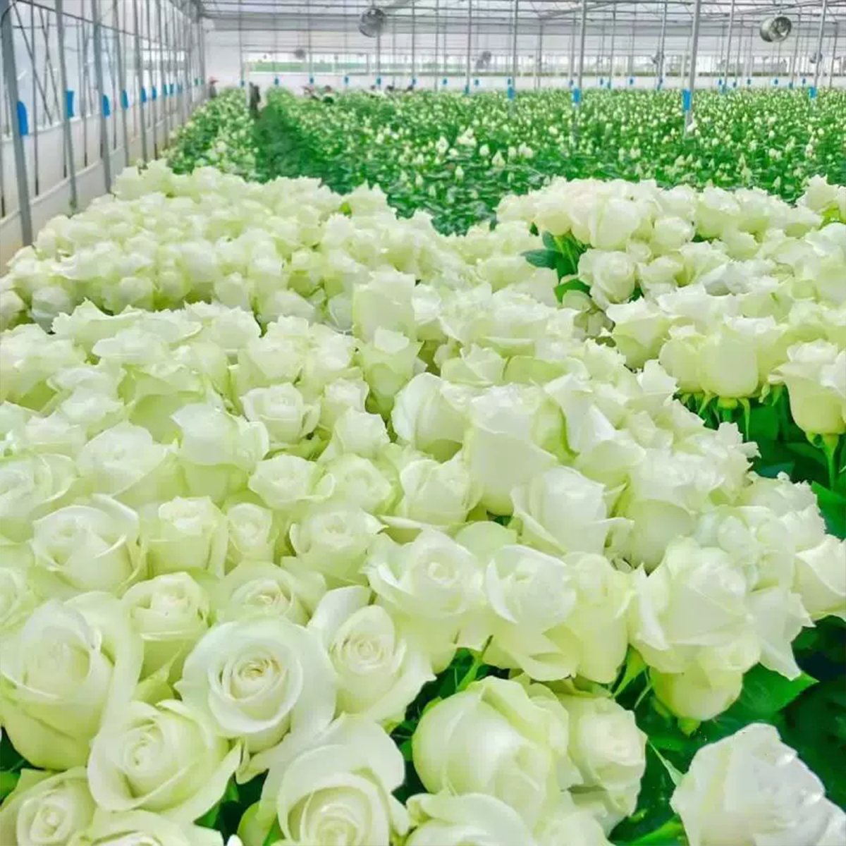 🌸 Farverige klatreroser | Kan plantes hele året rundt!