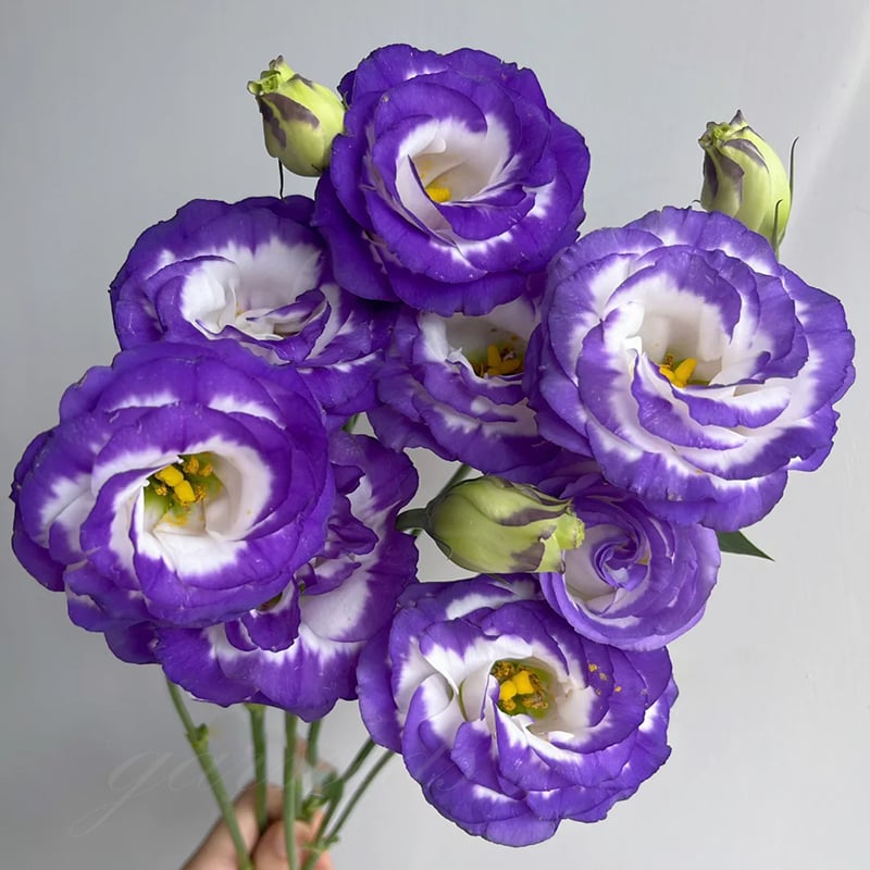 Eustoma – tornfri roser – frø (100 stk.) 💐 Lisianthus-frø