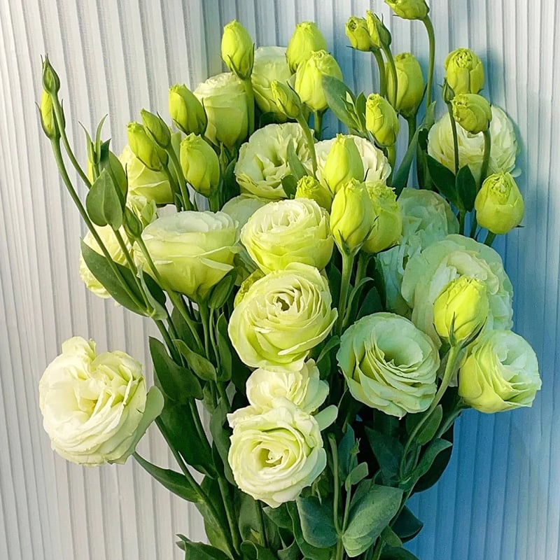 Eustoma – tornfri roser – frø (100 stk.) 💐 Lisianthus-frø