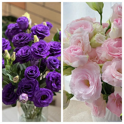 Eustoma – tornfri roser – frø (100 stk.) 💐 Lisianthus-frø