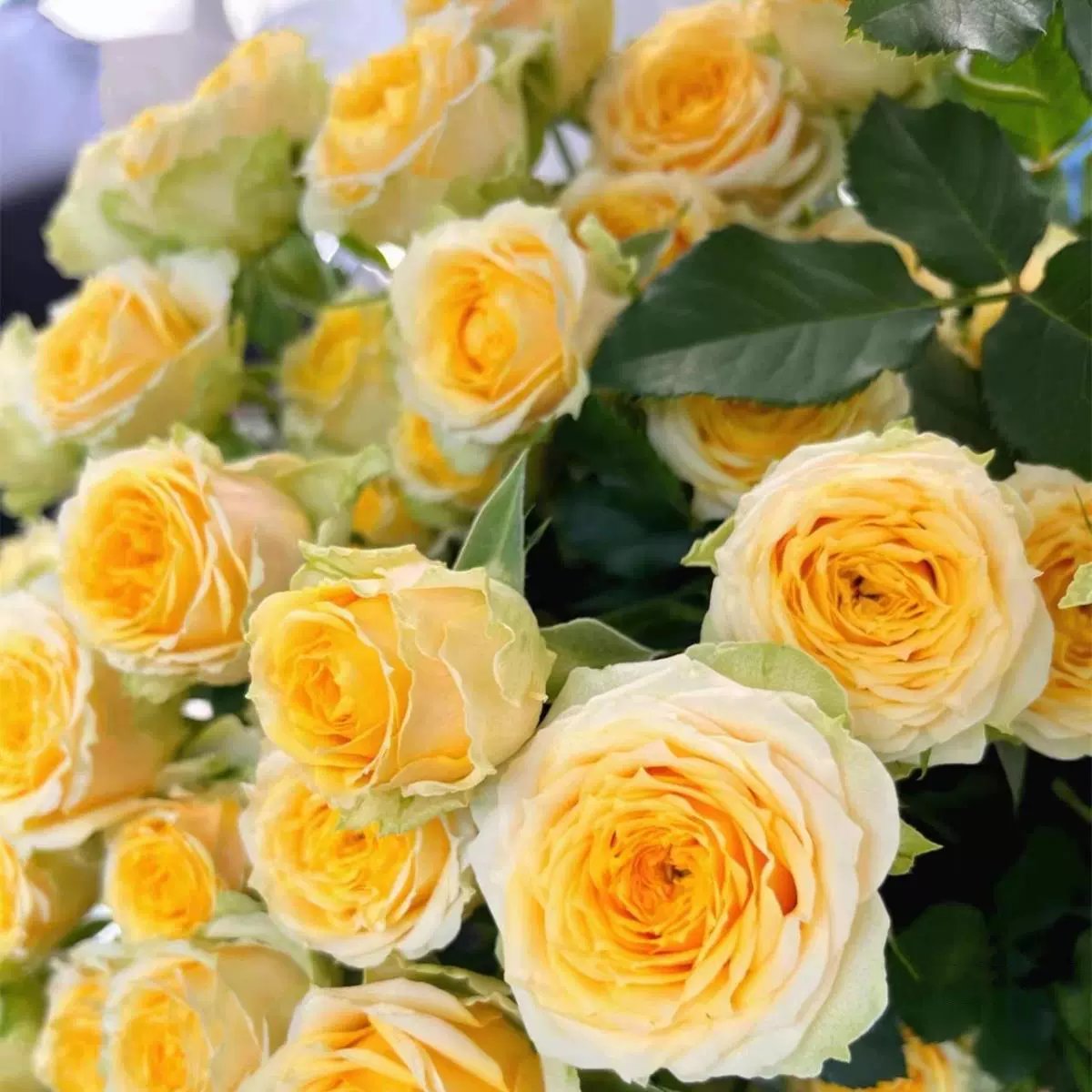 🌸 Farverige klatreroser | Kan plantes hele året rundt!