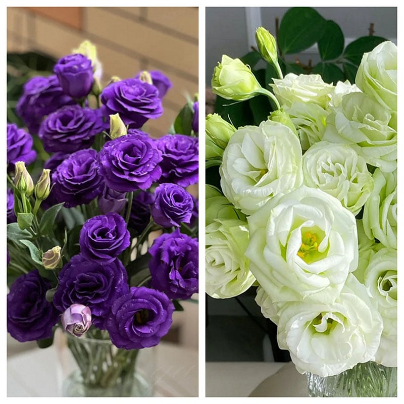 Eustoma – tornfri roser – frø (100 stk.) 💐 Lisianthus-frø