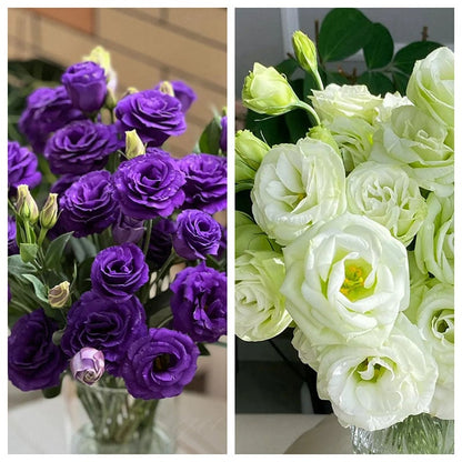 Eustoma – tornfri roser – frø (100 stk.) 💐 Lisianthus-frø
