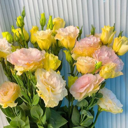 Eustoma – tornfri roser – frø (100 stk.) 💐 Lisianthus-frø