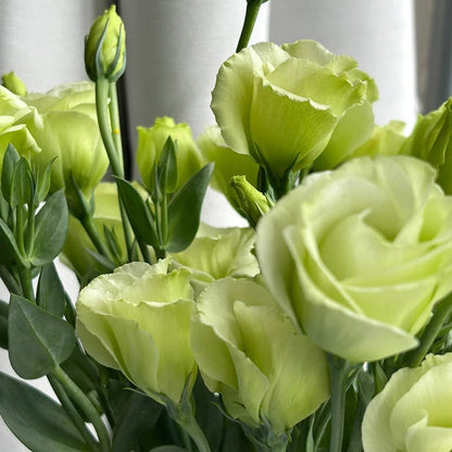 Eustoma – tornfri roser – frø (100 stk.) 💐 Lisianthus-frø