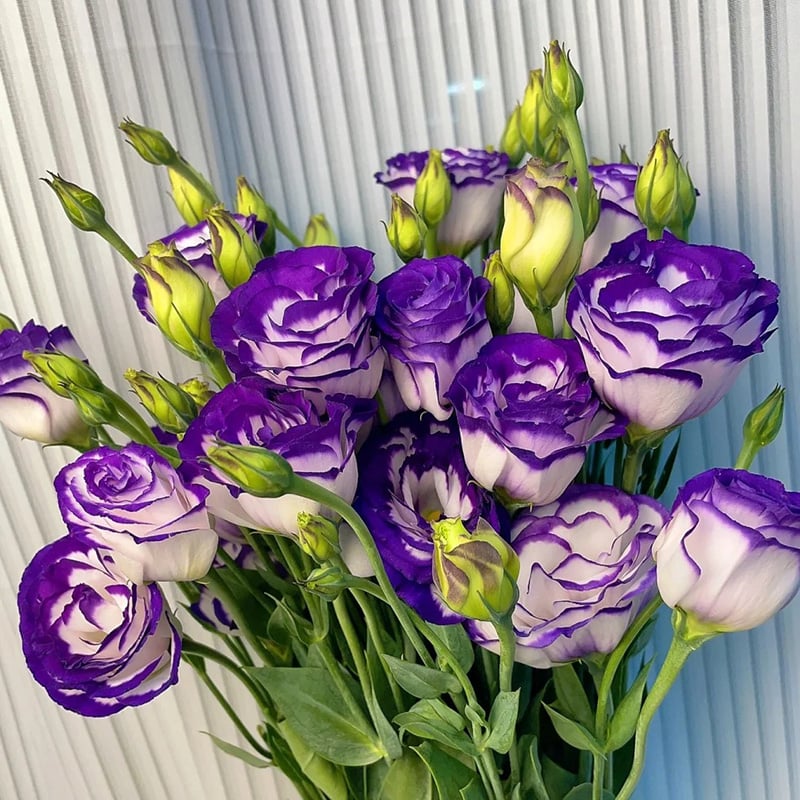 Eustoma – tornfri roser – frø (100 stk.) 💐 Lisianthus-frø