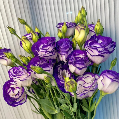 Eustoma – tornfri roser – frø (100 stk.) 💐 Lisianthus-frø