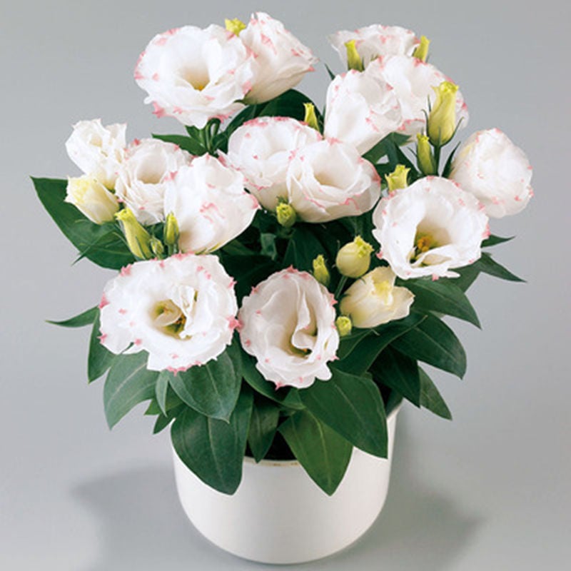 Eustoma – tornfri roser – frø (100 stk.) 💐 Lisianthus-frø
