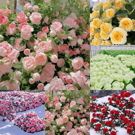 🌸 Farverige klatreroser | Kan plantes hele året rundt!