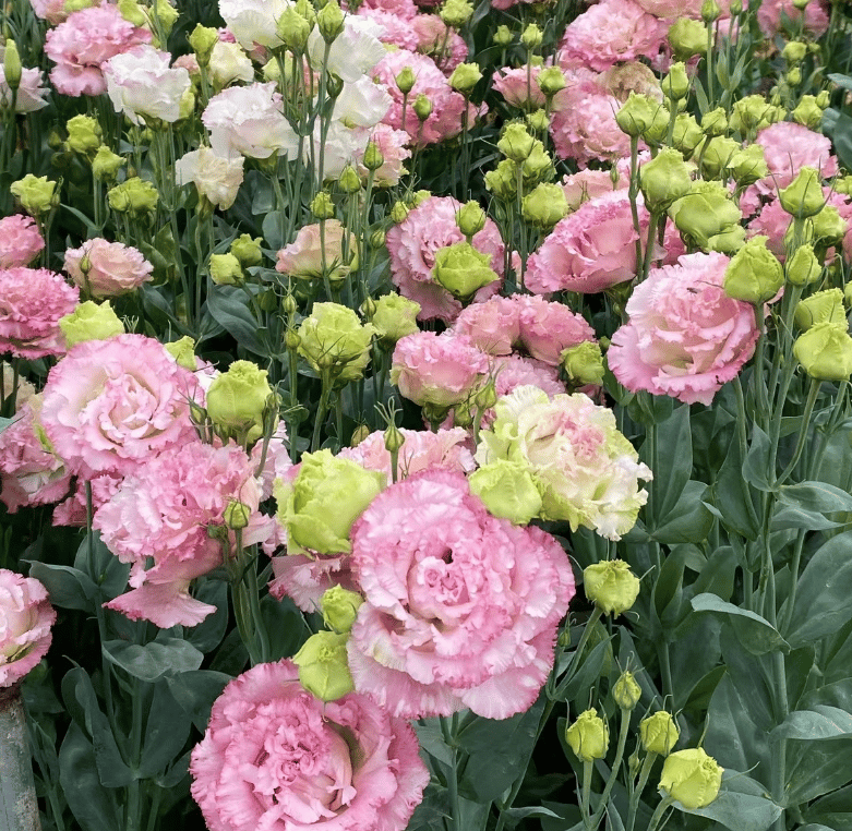 Eustoma – tornfri roser – frø (100 stk.) 💐 Lisianthus-frø