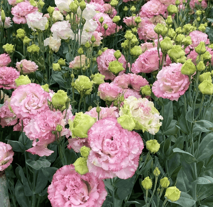 Eustoma – tornfri roser – frø (100 stk.) 💐 Lisianthus-frø