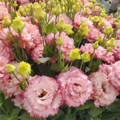 Eustoma – tornfri roser – frø (100 stk.) 💐 Lisianthus-frø