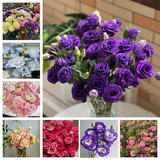 Eustoma – tornfri roser – frø (100 stk.) 💐 Lisianthus-frø
