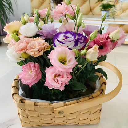 Eustoma – tornfri roser – frø (100 stk.) 💐 Lisianthus-frø