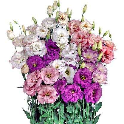 Eustoma – tornfri roser – frø (100 stk.) 💐 Lisianthus-frø