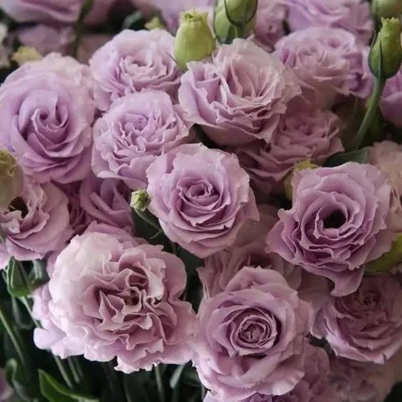 Eustoma – tornfri roser – frø (100 stk.) 💐 Lisianthus-frø