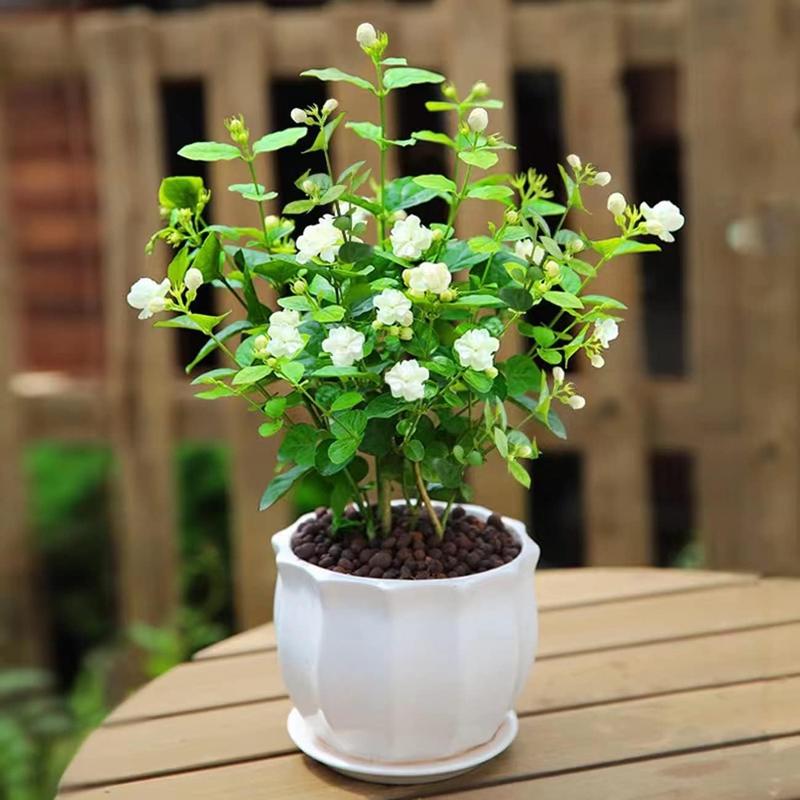 100 duftende jasminfrø (GMO-fri)