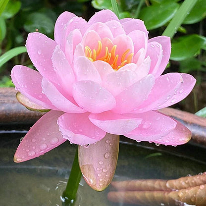 Hellige lotusfrø – 100 stk.