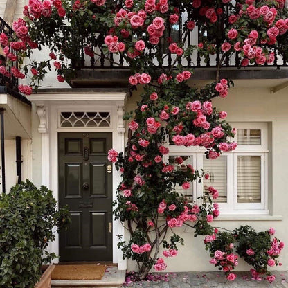 🌸 Farverige klatreroser | Kan plantes hele året rundt!