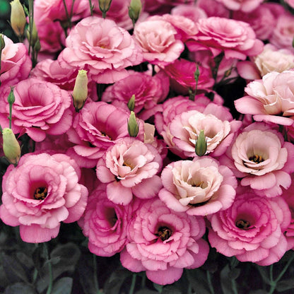 Eustoma – tornfri roser – frø (100 stk.) 💐 Lisianthus-frø