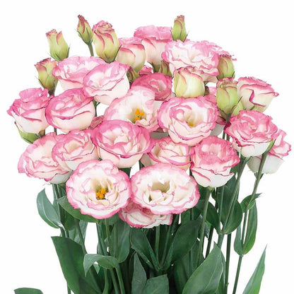 Eustoma – tornfri roser – frø (100 stk.) 💐 Lisianthus-frø
