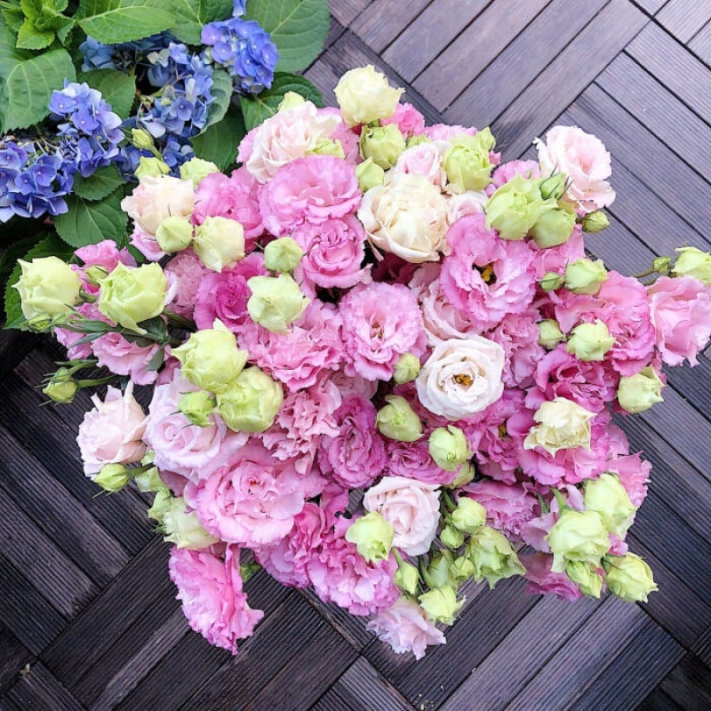 Eustoma – tornfri roser – frø (100 stk.) 💐 Lisianthus-frø