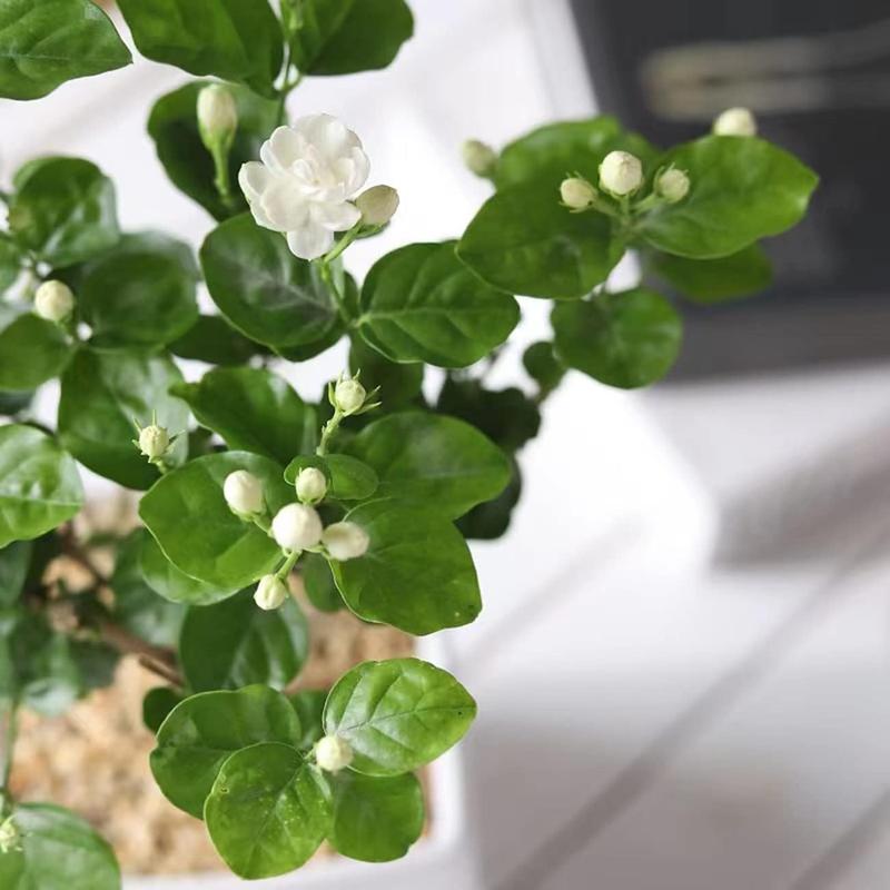 100 duftende jasminfrø (GMO-fri)